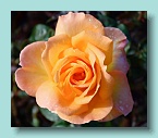 16_Wellington Rose Garden